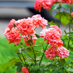 Red rose flowers on a bush in the garden or in the park