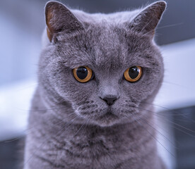 Title: Close up view of face and orange copper eyes of British Blue Short Hair Pedigree cat sitting with blurred background.