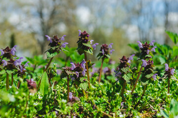 Purple flowers of the plant Lamium in the meadow