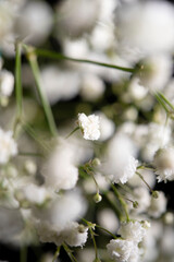 Obraz premium photos de fleurs