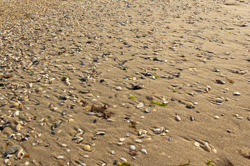 sand and shells on sandy beach background 