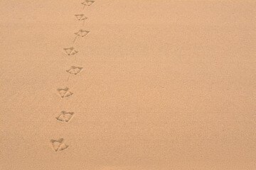 Bird tracks on beach sand. Space for text