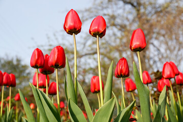 Fototapeta premium Beautiful bright red tulips outdoors on sunny day