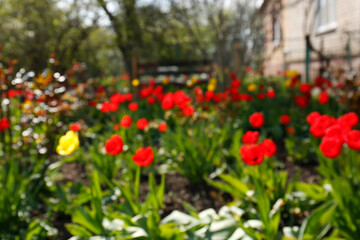 Beautiful garden with blooming tulips on sunny day, blurred view