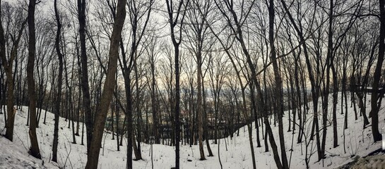 woods in the city