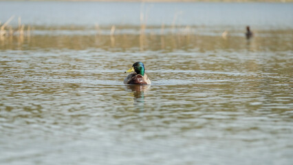 A drake swims in the lake during the day against the background of another bird.