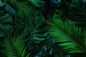 Fotobehang Tropisch closeup nature view of palms and monstera and fern leaf background. Flat lay, dark nature concept, tropical leaf.  © Nabodin