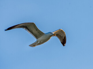 View of sea gull flying/gliding