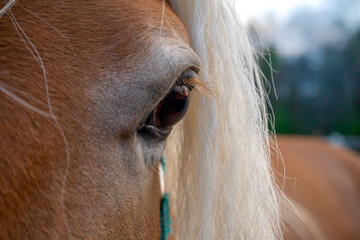 Close up portrait of a horse head. A beautiful relaxed horse with a white mane. Background. At...