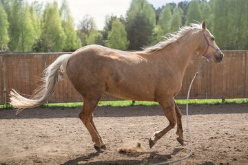 Horse in motion in the paddock. Lunging, horse training. Gallop, trot, run. Wooden fence background.