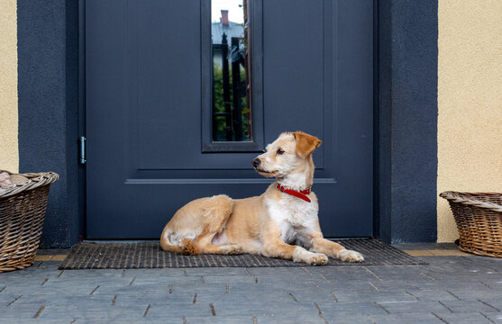 The Dog At The Door Of The House. A Scratching Dog. Home Security Idea