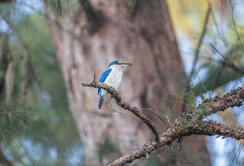 Collared Kingfisher, beautiful bird perching on the branch.