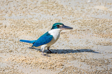Collared Kingfisher, beautiful bird on the beach.