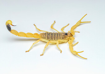 deathstalker is a species of scorpion, a member of the family Buthidae. It is also known as the Palestine yellow scorpion, Omdurman scorpion, Naqab desert scorpion and by many other colloquial names, 