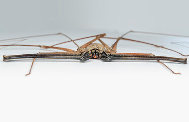 tailless whip spider Amblypygi is an ancient order of arachnid chelicerate arthropods also known as...