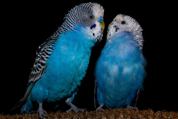 budgerigar