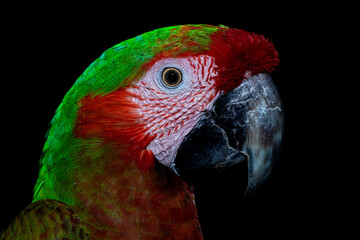 red and green macaw