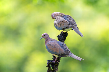 Laughing dove