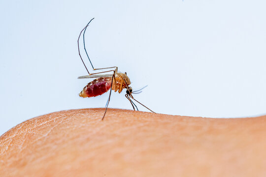 mosquito on a hand.                                                    mosquito and my blood