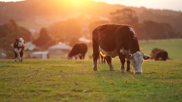 Cows grazing at sunset in Australia