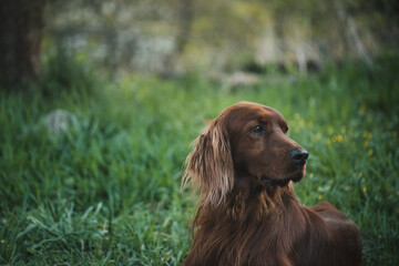 Obraz premium Close up view of a lying beautiful young Irish Setter in the green grass in the garden. Hunting dog rests after training.