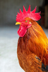 A beautiful rooster in front of a blurred background. Farm animal theme.