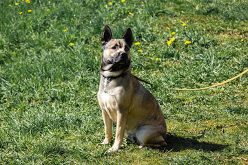 pet dog on green grass