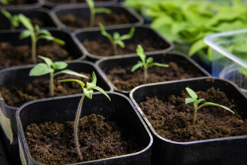 Growing seedlings of peppers and tomatoes.