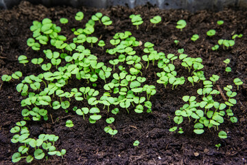 Fototapeta na wymiar Many sprouts of seedlings sprouted from fertile soil before planting in pots