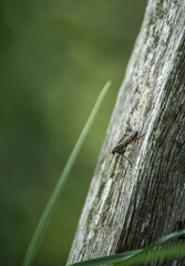 ant on a leaf