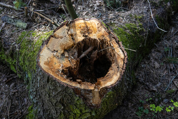 Large old stump of a sawn tree with a hole inside