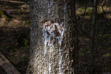 Thick white coniferous resin flows down the trunk of a large old spruce with damaged bark.