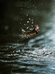 fish jumping in the water