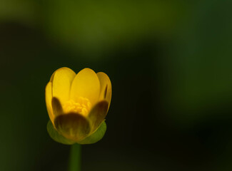close up foto of spring flowers