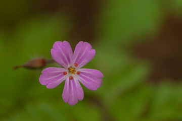 close up foto of spring flowers