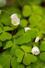 close up foto of spring flowers
