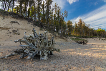 old, dry tree root on the beach