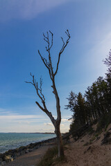 dead tree on the beach