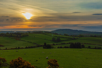 Irish rural landscape, sheep and fields