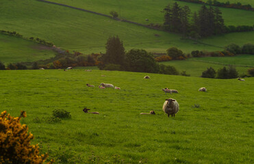 Irish rural landscape, sheep and fields