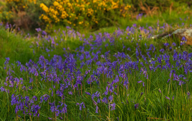 spring flowers in the field