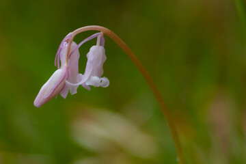 close up foto of spring flowers