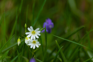 close up foto of spring flowers