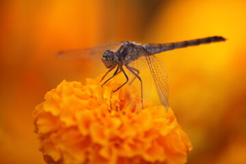Water fly on flowers