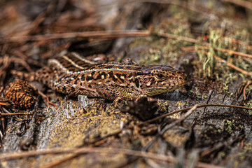 Brown forest lizard sits on an old mossy log