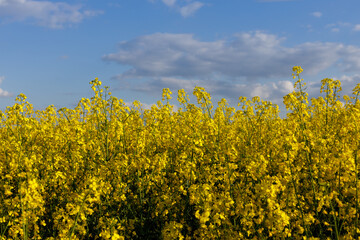 Field of blooming rapeseed, flowers thrown. Beautiful colors. Close-up