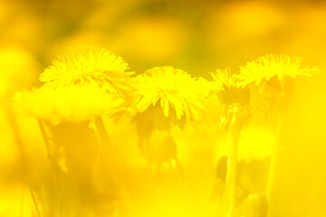 Fototapeta na wymiar Yellow blooming flower dandelions in a field. Soft focus, blurred background