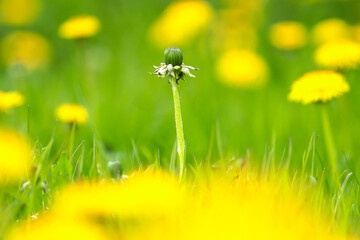 Meadow plants. Dandelion with not yet opened bud. Close up