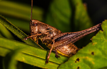 A brown grasshopper sits in a thicket of grass