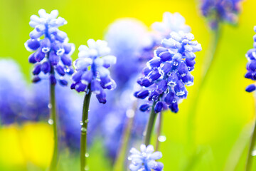 Blue Muscari armeniacum flowers against blurred green background, soft focus